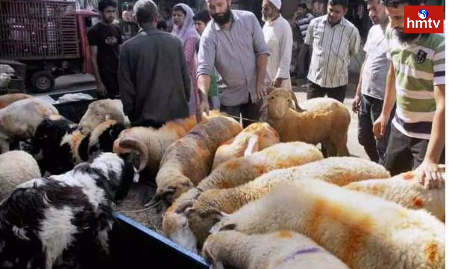 Sheep Prices Will Skyrocket On The Occasion Of Bakrid Sheep Prices Will Skyrocket On The Occasion Of Bakrid