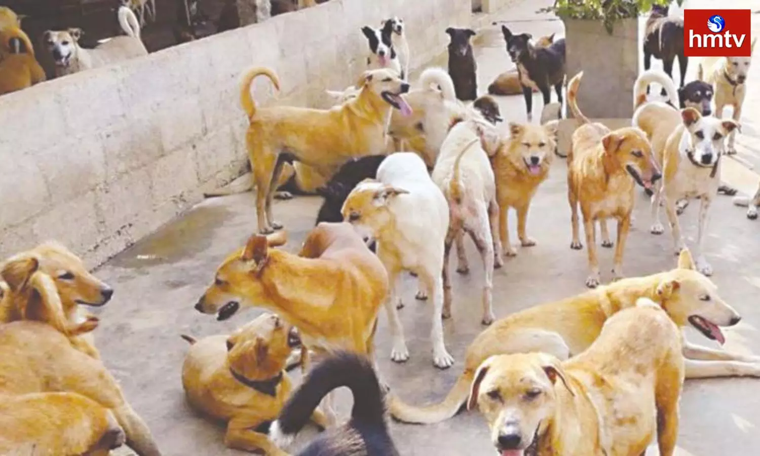 Street Dogs In Telugu States