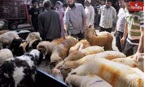 Sheep Prices Will Skyrocket On The Occasion Of Bakrid