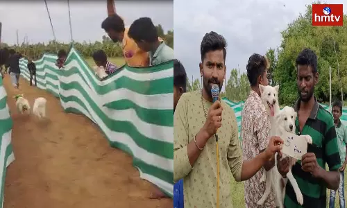 A Strange Custom In Chittoor District Dog Competition Reminiscent Of Jallikattu
