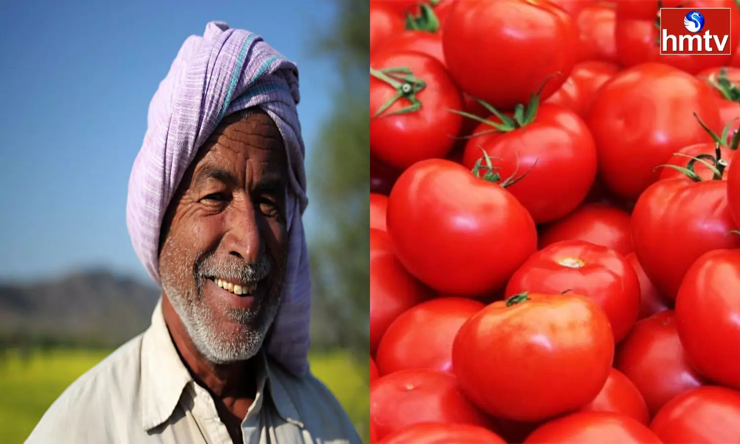 Farmers Are Happy With The Prices Of Tomato