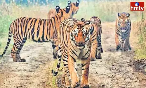 Prohibition In Nallamala Forests Tourist Areas Including Ishtakameshwari Temple Darshan From July 1st to Sep 30th