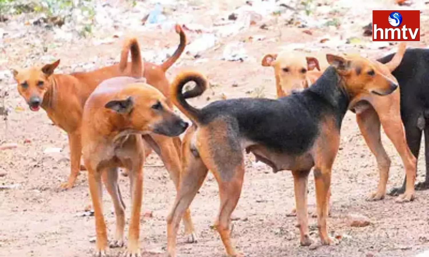 Stray Dogs Attacked By Two Children In Nagarkurnool