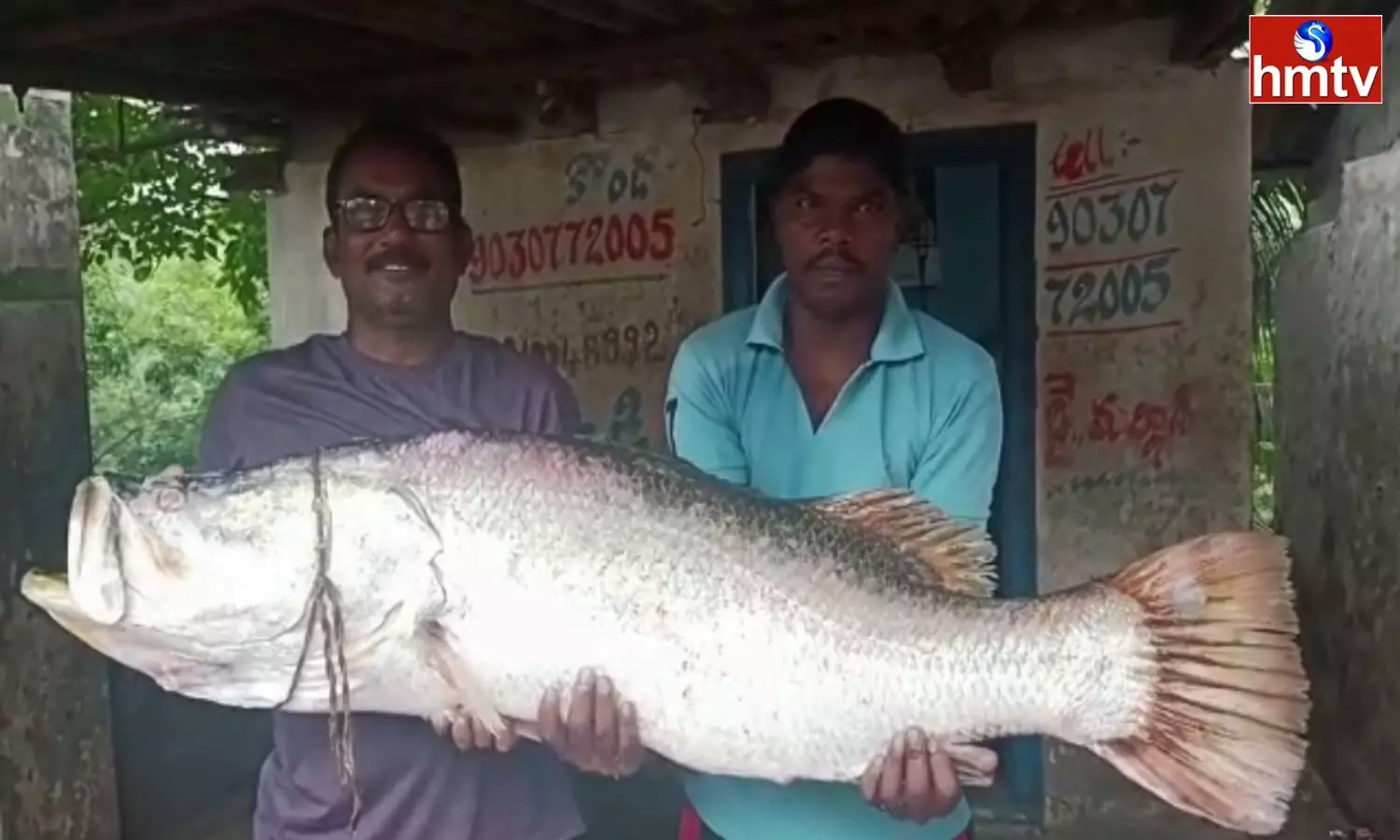 A Huge Barramundi Fish Caught By Fishermen In The Kakinada District