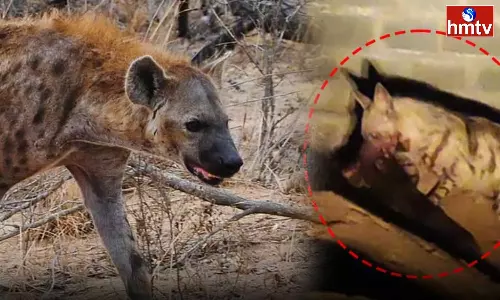 A Wild Animal Called Hyenas Is Roaming In Karimnagar District