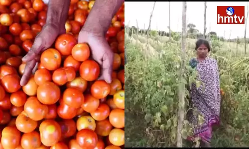 Tomatoes Worth Rs 2.5 Lakhs Were Stolen From Farm in Karnataka