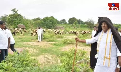 The Minister Malla Reddy Distributed Sheep to the Beneficiaries