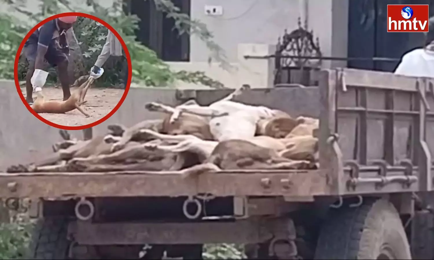 Panchayat Staff Killed Stray Dogs By Poisoning Them