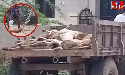 Panchayat Staff Killed Stray Dogs By Poisoning Them