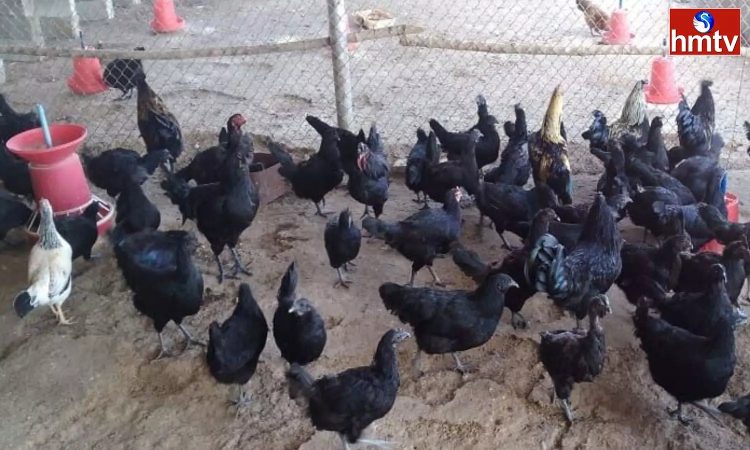 Business Idea Start Kadaknath Poultry Farm Earn More In Less Days