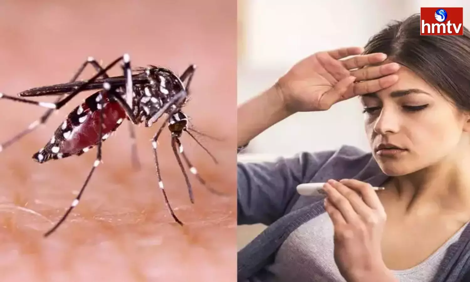 Dengue Fever Can Be Fatal Go To The Hospital Immediately If These Symptoms Appear