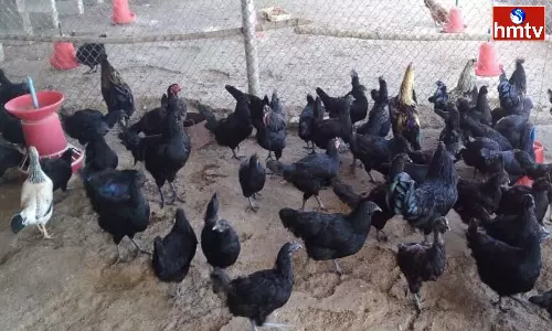 Business Idea Start Kadaknath Poultry Farm Earn More In Less Days