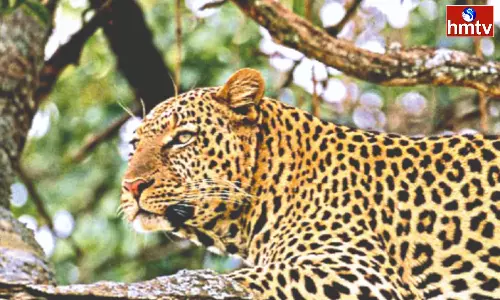 Tirumala First Ghat Road Again Cheetah Tiger Roaming Tirumala First Ghat Road Again Cheetah Tiger Roaming