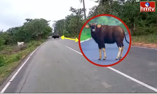 Indian Bison Found In Nallamala Forest