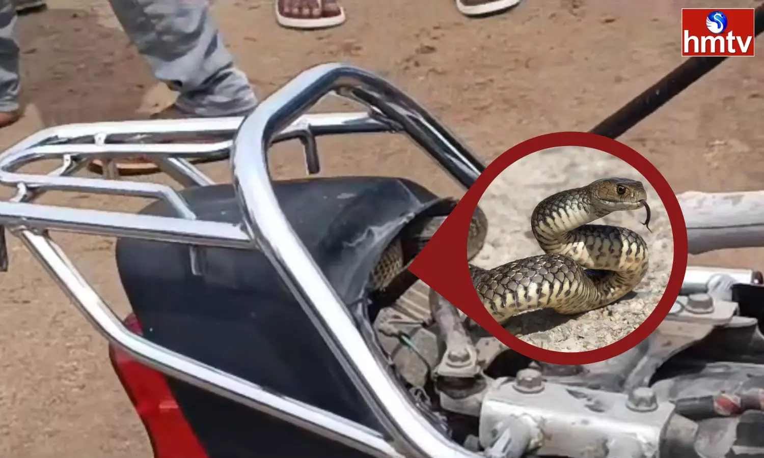 Snake In The Bike In Nizamabad