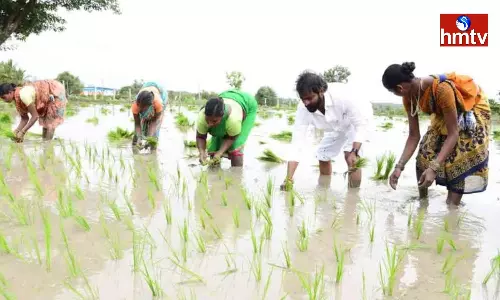 Srinivas Goud Planted In The Paddy Field
