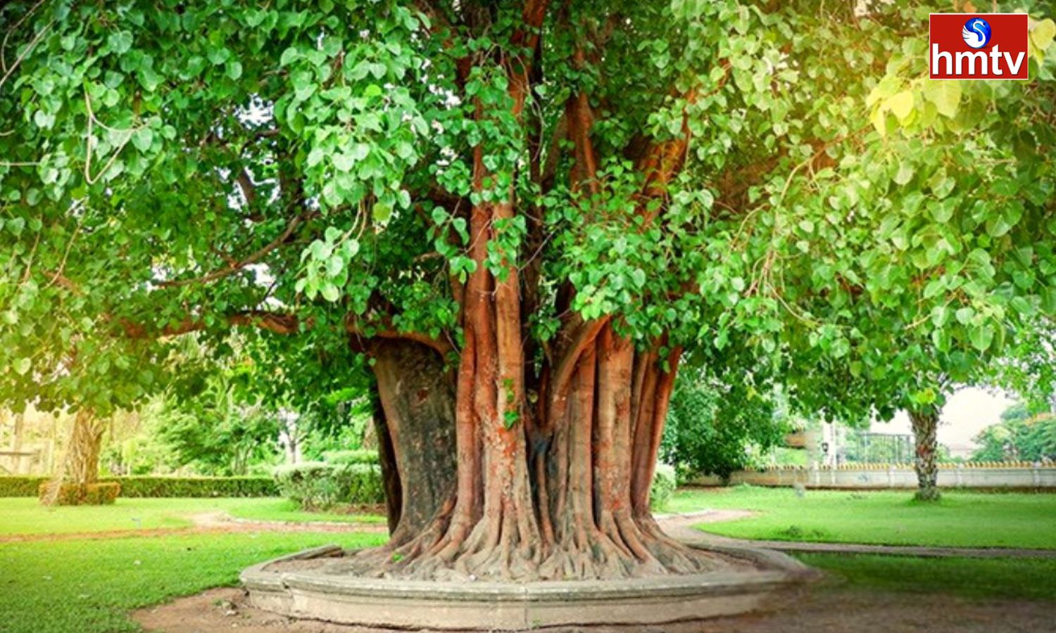 Peepal Tree రావిచెట్టు చుట్టు ప్రదక్షిణలు చేయడంపై ఆంతర్యం ఏమిటీ