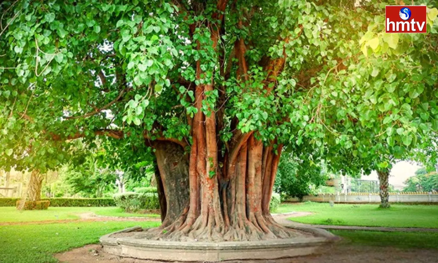 Why do People go Around Peepal Tree know the scientific aspect Behind it