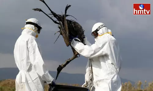 Bird Flu Virus That is Spreading in Humans If you see These Symptoms go to the Hospital Immediately