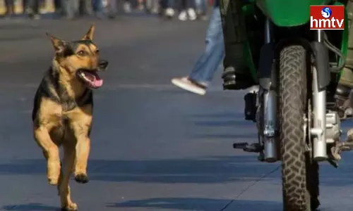 How to Avoid Dogs Barking During Bike Riding at Night Time How to Avoid Dogs Barking During Bike Riding at Night Time