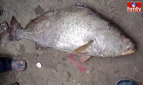 Kakinada Fisherman Got 25 Kg Ghol Fish
