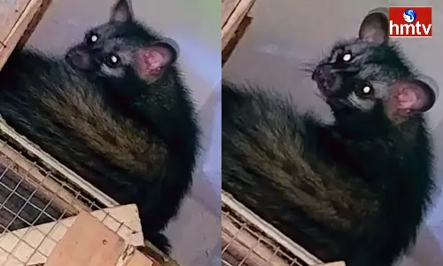 Rare Punugu Pilli in Hyderabad Old City