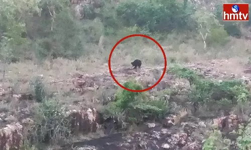Bears Hulchul In Tirumala Temple Ghat Roads