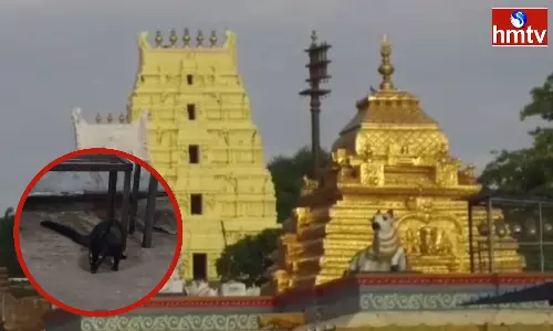A Viverra Cat In The Queue Line Of The Srisailam Temple
