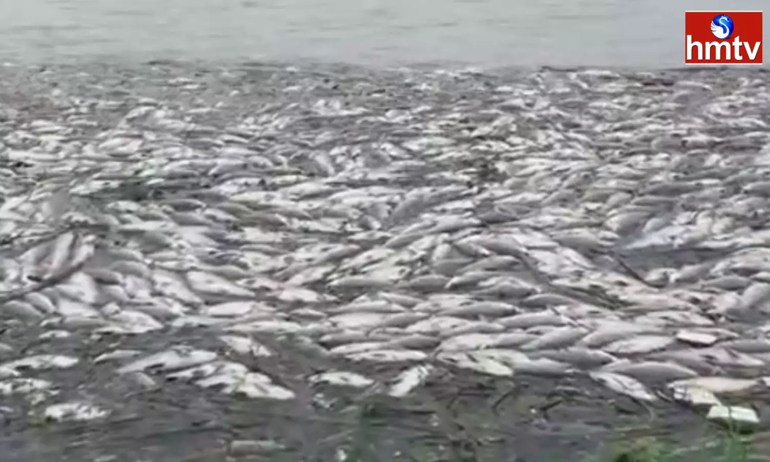 Heavy Fish Died In Sundilla Bakka Pond Of Peddapalli District