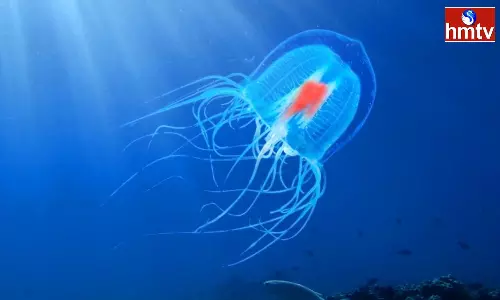 Immortal Jellyfish That Lives Without Death Even After Passing Years