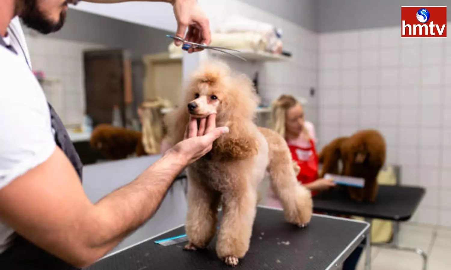 If you Love Animals you can Make a Career in pet Grooming Learn How to Enter this Field