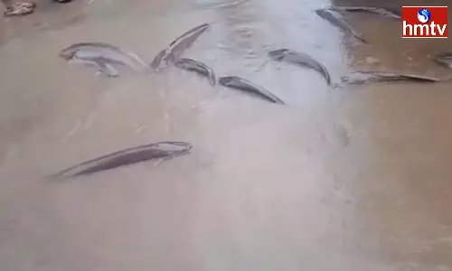 Catfish Washed By Rainwater In Nandyal District