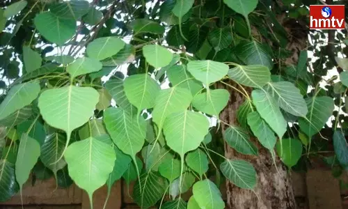 Padmini Ekadashi On July 29: July 29, Saturday is the first Ekadashi of the new moon also known as Padmini Ekadashi worshiping Ravi and Tulsi plants along with Vishnu on this date Padmini Ekadashi On July 29: July 29, Saturday is the first Ekadashi of the new moon also known as Padmini Ekadashi worshiping Ravi and Tulsi plants along with Vishnu on this date