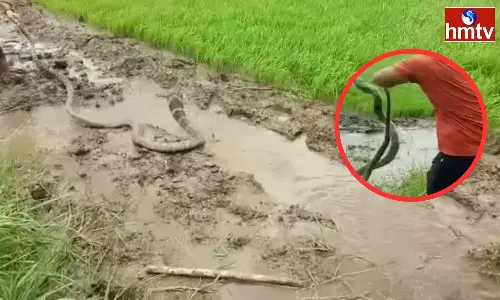 King Cobra In The Fields Anakapalle