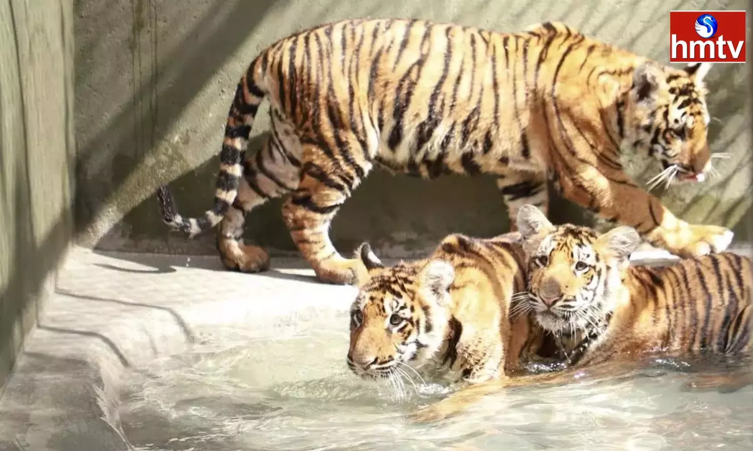 3 Tiger Cubs At SV Zoo Named As Rudrama Anantha And Harini In Tirupati