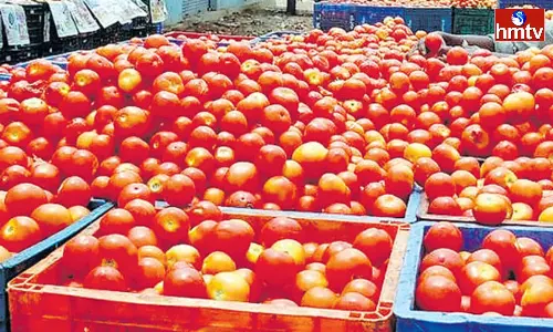 Chittoor Farmer Earned 4 Crores From Tomato Chittoor Farmer Earned 4 Crores From Tomato