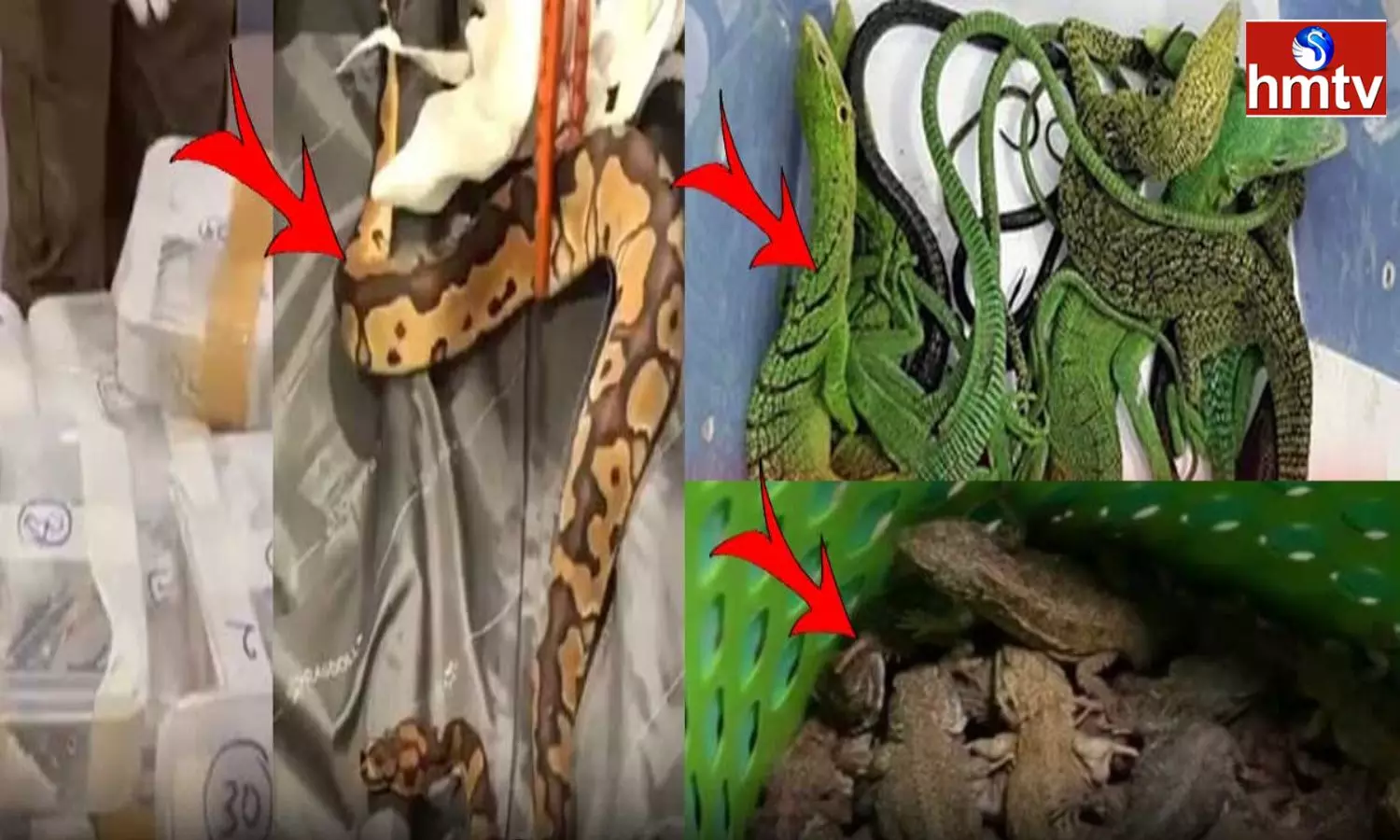 Passenger lands With 47 Pythons And 2 Lizards At Trichy Airport Detained