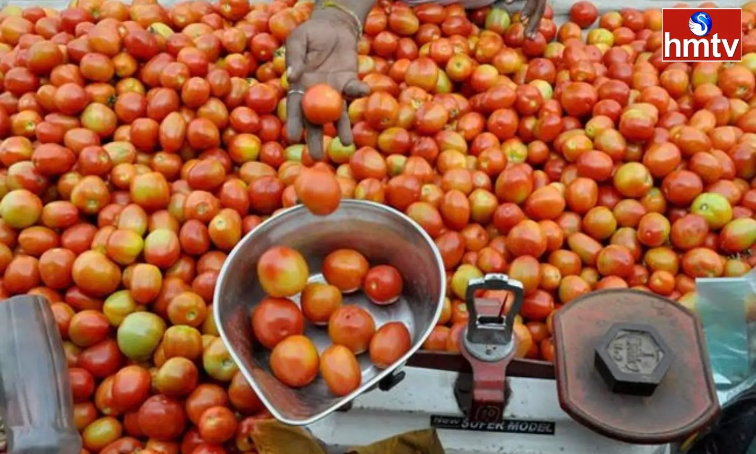 Tomato Prices Cross Rs 200 per kg Mark in Nirmal