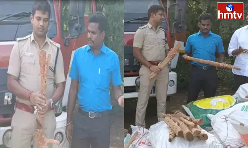 Smuggling of Sandalwood Trees in Coimbatore Tamil Nadu