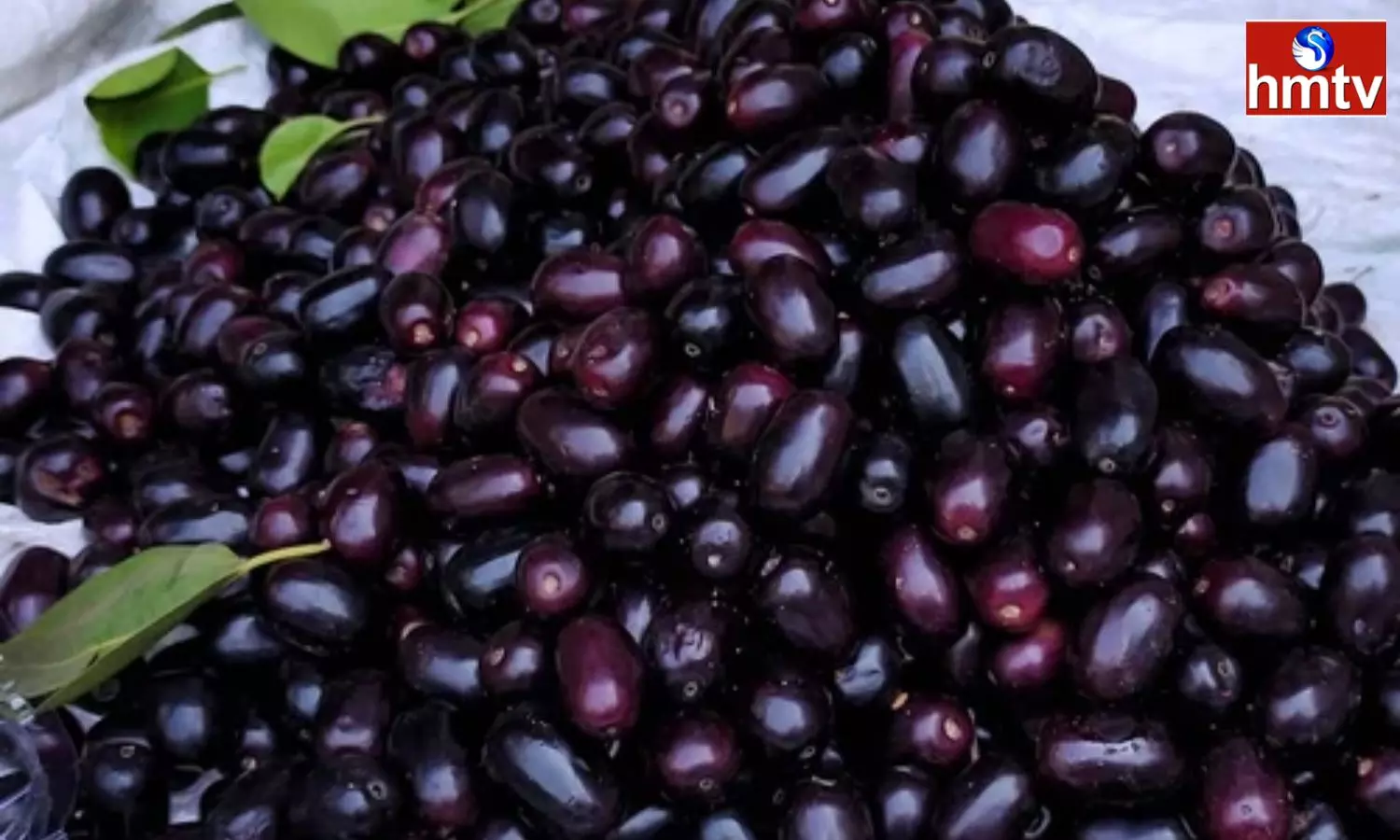 If you Cultivate Jamun Neredu Pandu you will Become Rich Easily you can Earn Rs 20 Lakhs per acre