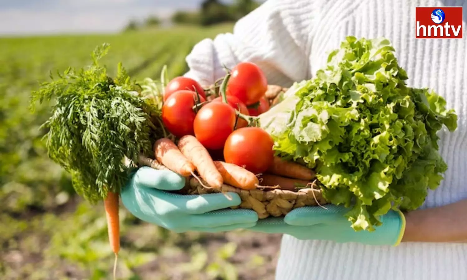 Farmers Can get Good Profits by Growing Organic Vegetables Earn More in Less Time