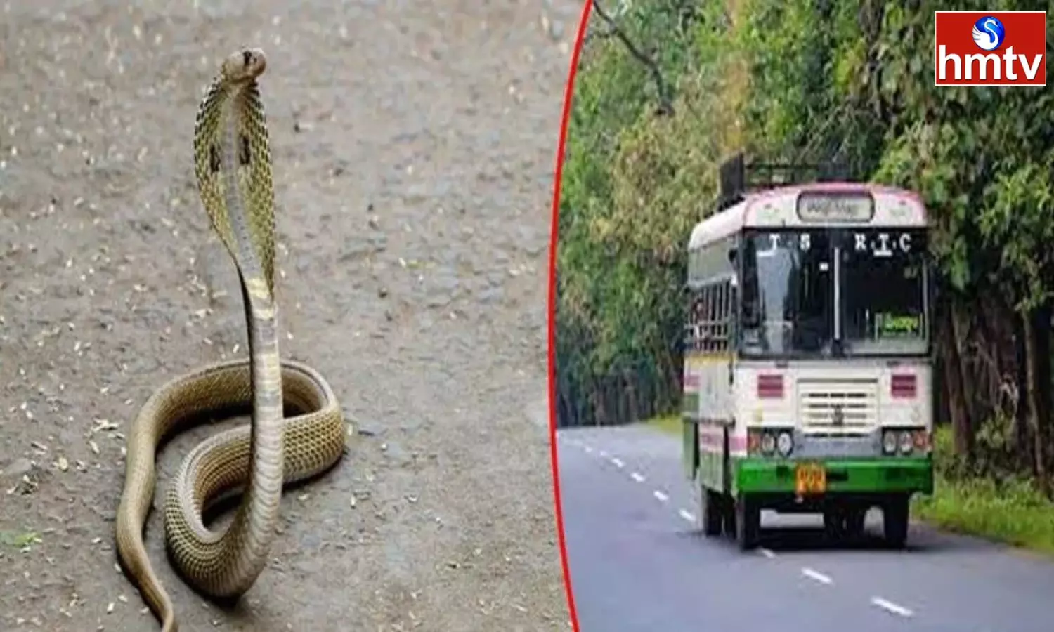 Snake Hulchul In A Running Bus To Nirmal