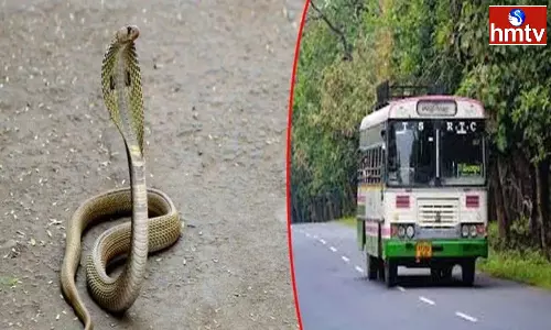 Snake Hulchul In A Running Bus To Nirmal Snake Hulchul In A Running Bus To Nirmal