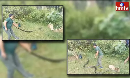 King Cobra In Anakapalle