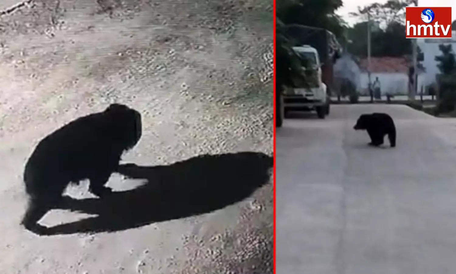 Bear In Karimnagar Bear In Karimnagar