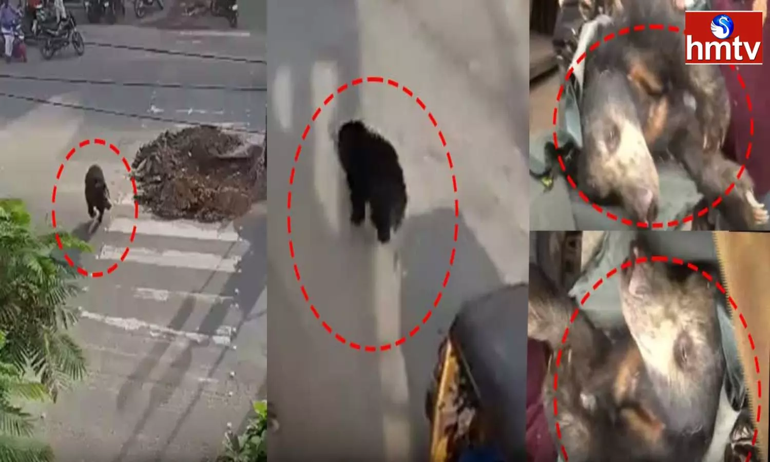 Forest Officials Caught The Bear In Karimnagar Forest Officials Caught The Bear In Karimnagar