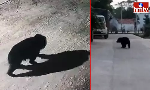 Bear In Karimnagar Bear In Karimnagar