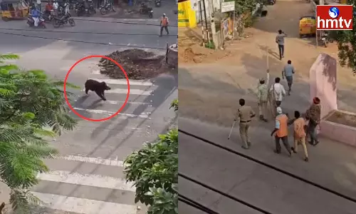 Forest Officials Entered The Field To Capture The Bear In Karimnagar Forest Officials Entered The Field To Capture The Bear In Karimnagar