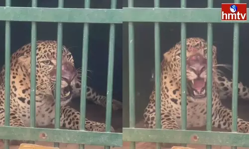 Leopard Caught In Tirumala Footpath