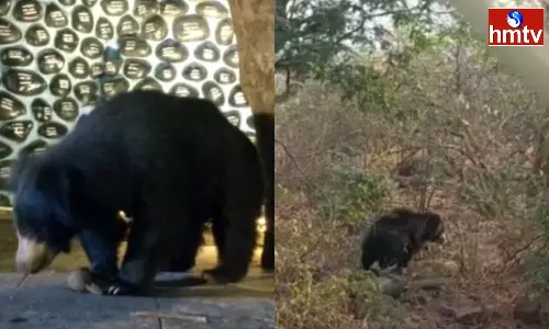 Bear At Srisailam Sikhareswaram Temple